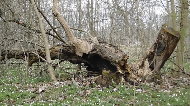 Где живет Кикимора смотреть онлайн