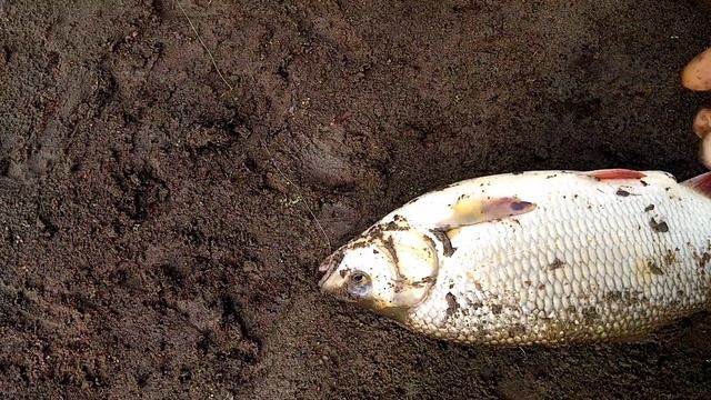 Рыбалка на закидушки. Чумыш удивил и порадовал. смотреть онлайн