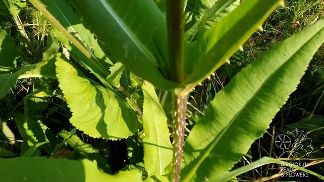 Ворсянка, ворсовальная шишка / Teasel (tuft cone) смотреть онлайн
