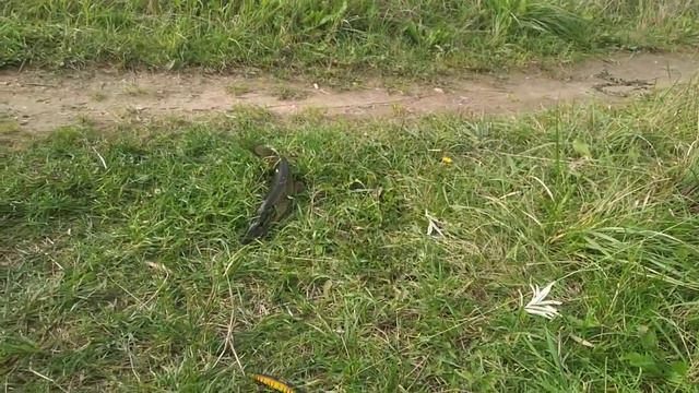 кубинка щука на спининг смотреть онлайн