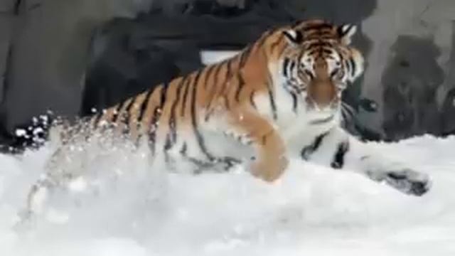 Гороскоп Тигр -2019. Астротиполог, Нумеролог - Дмитрий Шимко смотреть онлайн