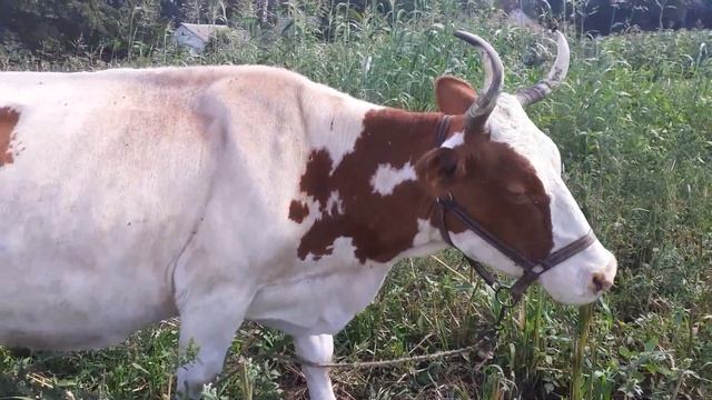 А сколько Березка дает молока...дою и не устает рука! смотреть онлайн