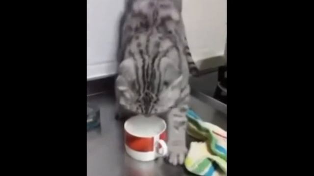 КОТ И ПЕРЕЦ смотреть онлайн