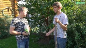 Подсев (ремонт) газона осенью.