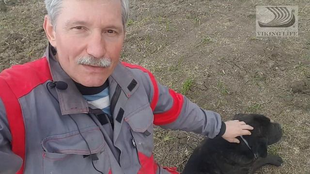 #34 Строим эконом забор из сетки "рабица". смотреть онлайн