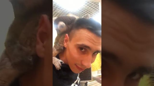 Кольцехвостый Лемур/Lemur смотреть онлайн