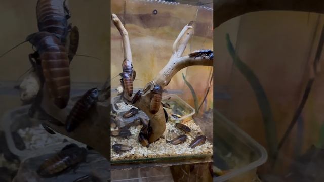 #рек #ярославль #рекомендации #таракан #мадагаскарскийтаракан #мадагаскар #зоопарк #отдых #тараканы смотреть онлайн