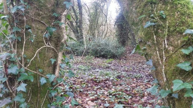 ❤🇮🇪 IRISH FOREST🌲WINTER❄WATCH RELAX💚#loveireland💚#nature💚HELP site WATCH any 10min VIDEO🙏subscribe🙏 смотреть онлайн