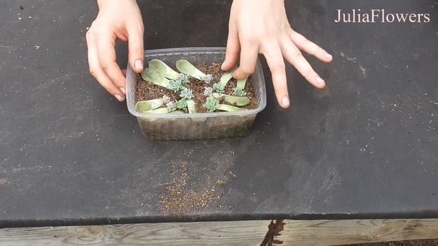 Как размножать эхеверии листом/How to propagate echeveria with a leaf смотреть онлайн