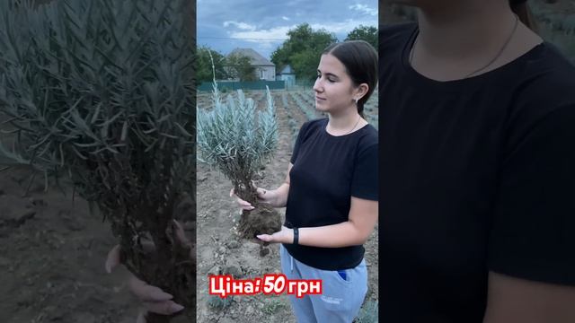 #лаванда #лаванда смотреть онлайн