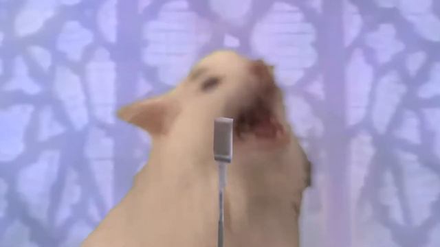 Never gonna Meow you up 10 hours version смотреть онлайн
