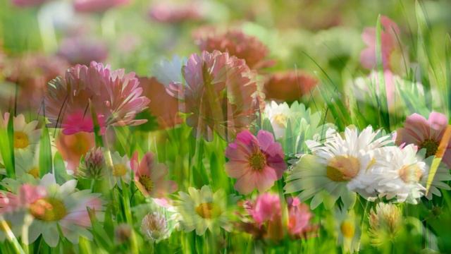 The Most Beautiful flowers In The World смотреть онлайн