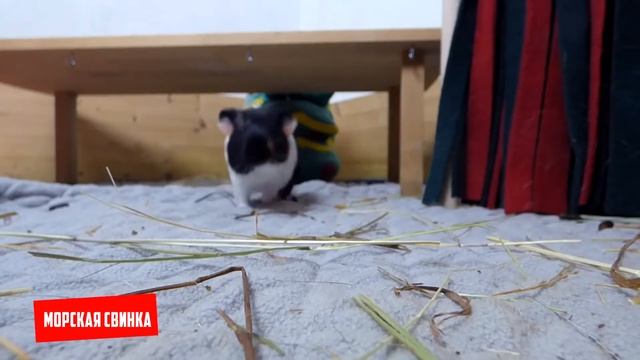 ИДЕАЛЬНЫЕ ДОМАШНИЕ ЖИВОТНЫЕ ДЛЯ ЛЕНИВЫХ ЛЮДЕЙ