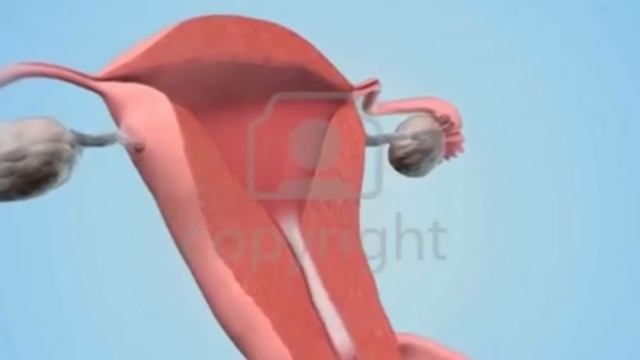Human reproduction 3d | human reproductive system 3d | male & female reproductive system | NEET 202 смотреть онлайн