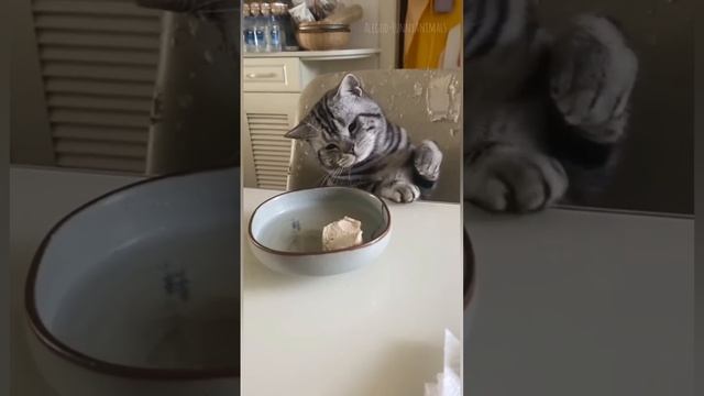 Funny+animals+2024?+-+Funniest+Cats+and+Dogs+Video??331+#shorts