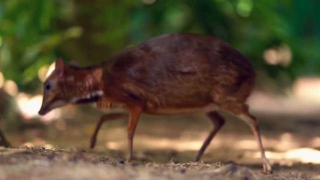 Top 10 CUTEST Animals In The World 😲