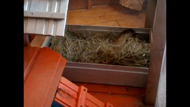 Домик для хорька своими руками. смотреть онлайн