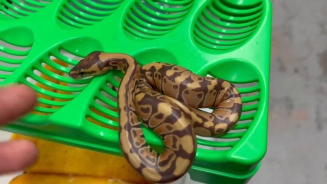 MONARCH CLOWN BALL PYTHON CLUTCH HATCHES! смотреть онлайн