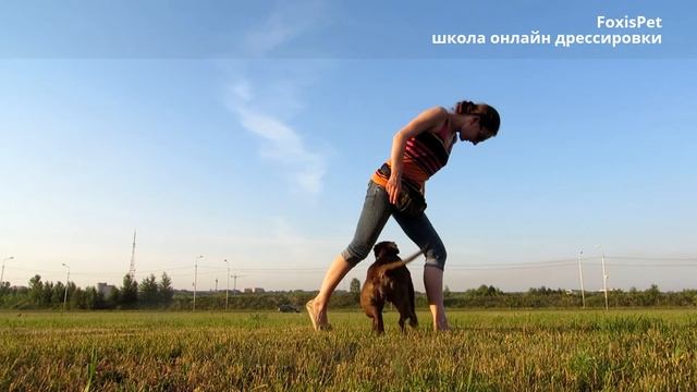 Good Dog: обучение собаки трюку "Найс" (демонстрация) смотреть онлайн