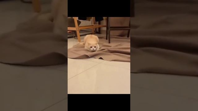 Приколы смотреть онлайн