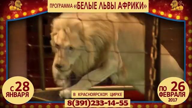 «Белые львы Африки» смотреть онлайн