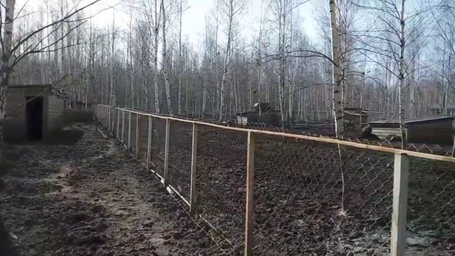 Обзор дружественного хозяйства.Свинки- венгерские мангалицы. смотреть онлайн