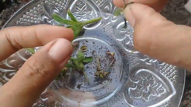 CARA PEMBIBITAN BUNGA PETUNNIA