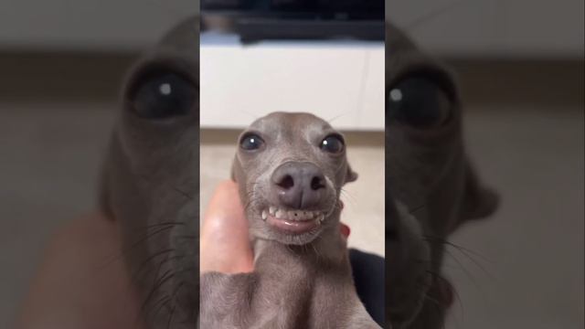 Funny 🤩 greyhound 🤣🦮🦒 #dog #doglover #iggy #italiangreyhound #dogowner #greyhound #petowner #pet смотреть онлайн
