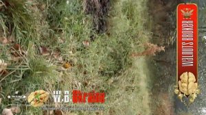 Как посадить саженцы грецкого ореха Кочерженко, Иван Багряный, Идеал #ГрецкийОрехПосадка