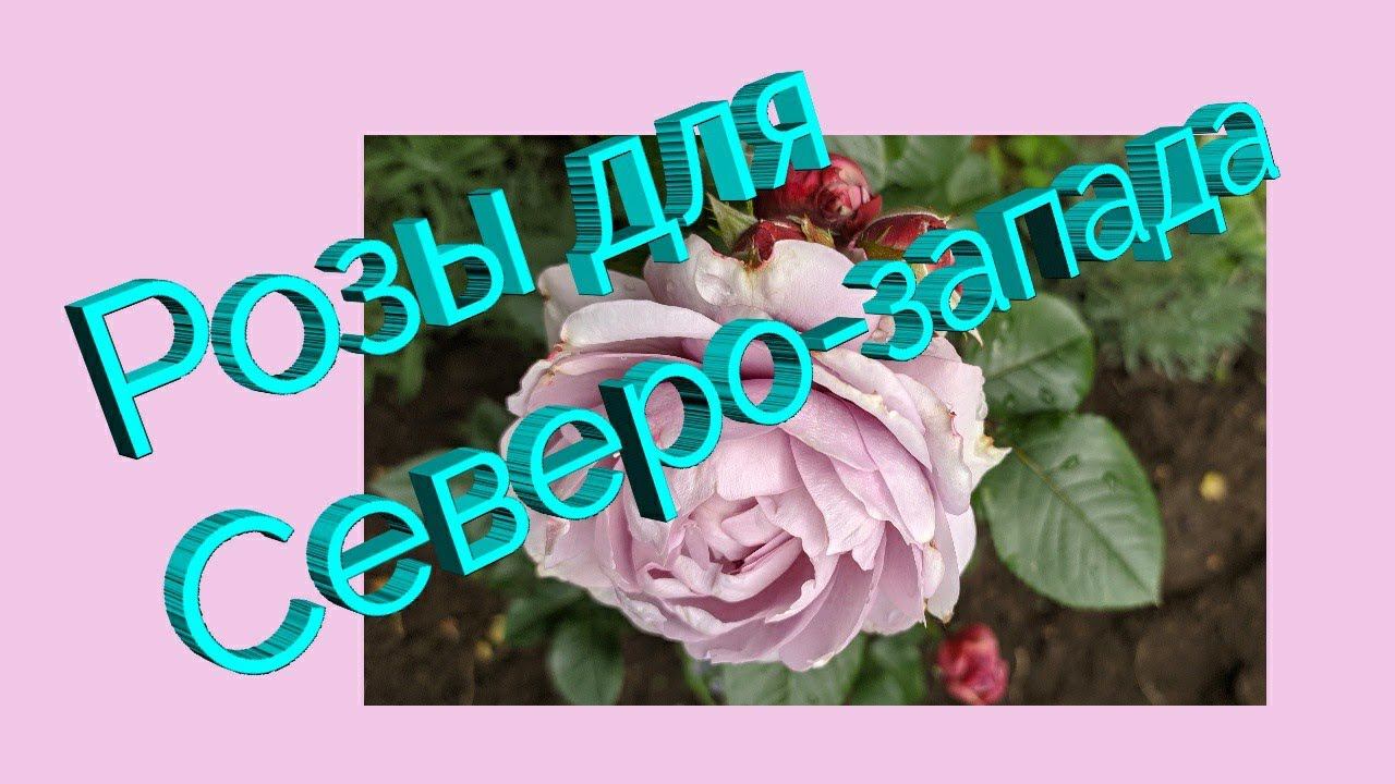 Розы для Северо-запада. Розоводам Ленинградской области. смотреть онлайн