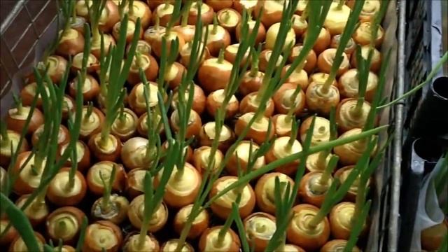 Выращивание зелени лука в домашних условиях смотреть онлайн