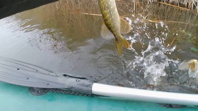 В цій річці водяться ось такі щуки. Риболовля на воблер Воблер Bassday Mogul Minnow 130SP FL901 смотреть онлайн