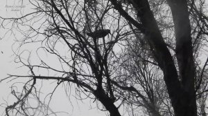 Самые умные птицы вороны строят гнездо
