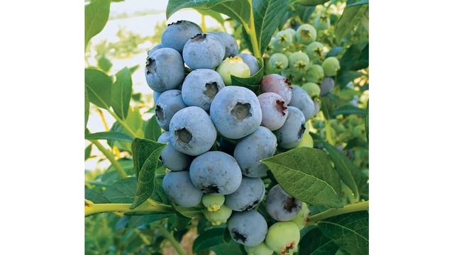 Сорт голубики садовой Спартан смотреть онлайн