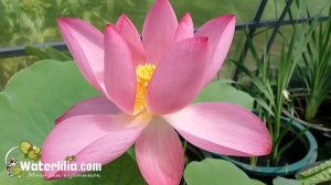 Летнее цветение лотоса в вазоне без пруда