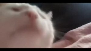 Кот из Африки приехал на 10 часов ,чтобы послушать рекламу Закамского кваса