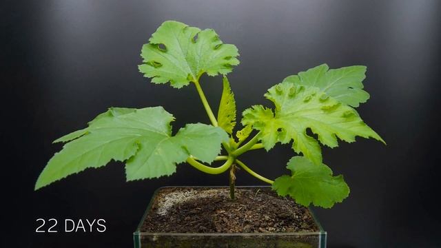 Growing Plants Compilation #2 - 210 Days Time Lapse смотреть онлайн