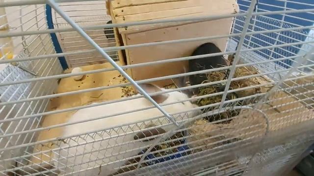 Зоовлог. Бездомная собака ищет дом. Что означает клипса на ухе собаки. смотреть онлайн