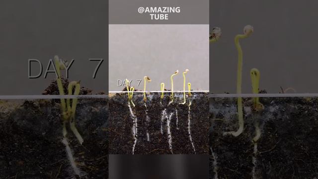 Growing tomato plants #timelapse смотреть онлайн