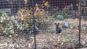 Заевшиеся кролики в вольере. Содержание и разведение кроликов. Мои кролики. Дачная Жизнь ТВ.