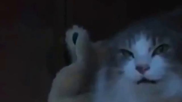 Crazy Cats :) смотреть онлайн