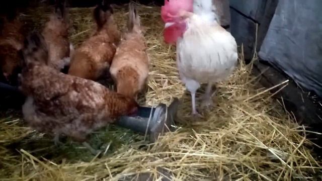 Царскосельские +Ленинградский золотисто серый, новая семья микс!!!! смотреть онлайн