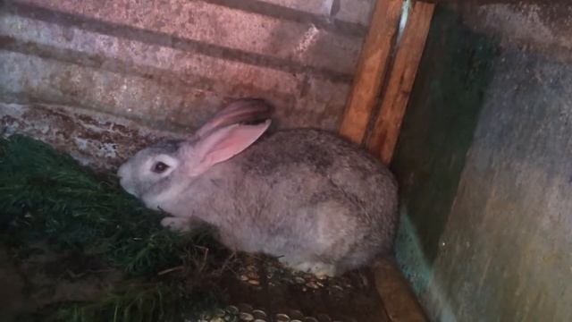 Проверяем беременна ли наша крольчиха смотреть онлайн