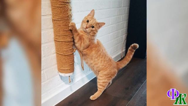 - Скизи, что за кирпичи из тебя выпадают - кот удивлённо вытаращил глаза и заглянул в лоток смотреть онлайн