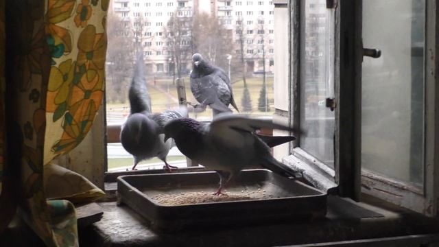 Голуби дерутся на подоконнике смотреть онлайн