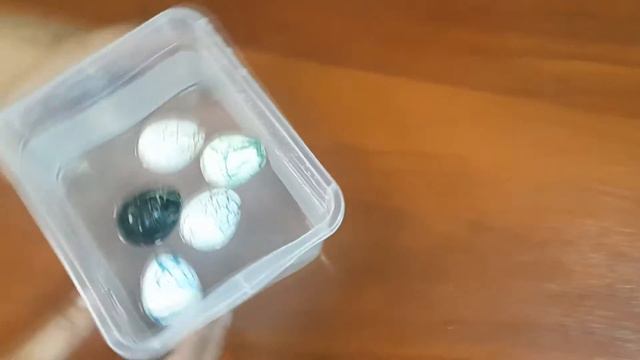 Дино инкубатор Динозавры вылупляются из яиц / Dinosaurs hatch from eggs смотреть онлайн