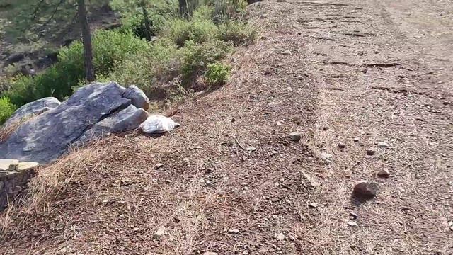 Приключения Лабрадора у Горного Озера смотреть онлайн