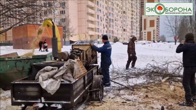 Люди в масках срубили дерево в городе Реутов смотреть онлайн