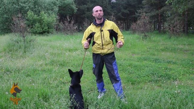 Дрессировка щенка немецкой овчарки с Михаилом Малковым  Первые шаги #2