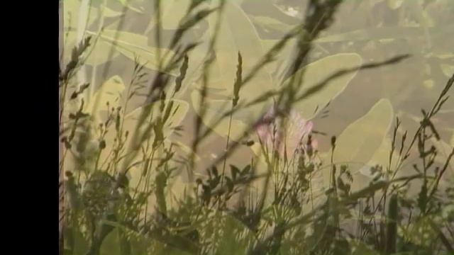 Вечернее пение смотреть онлайн